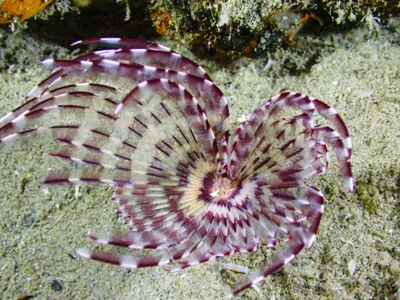 Feather Duster Worm
