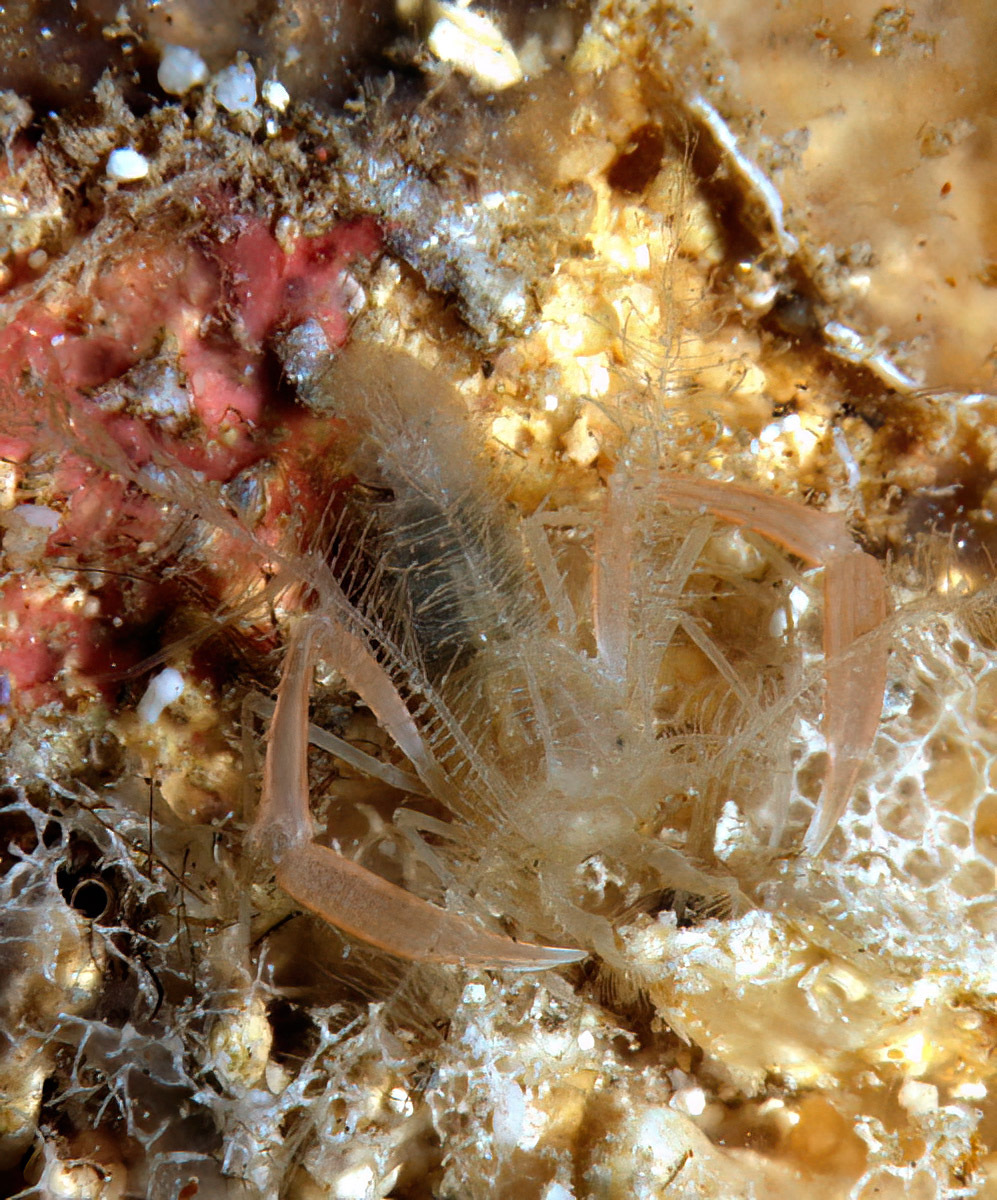 Microprosthema plumicorne - Enewetak Atoll, RMI