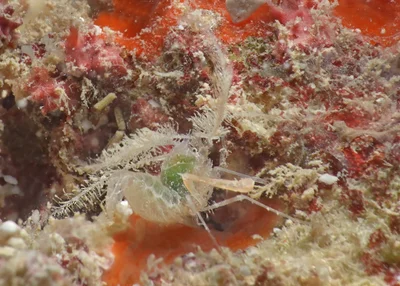 Microprosthema plumicorne - Tantabiddi, North West Cape, Western Australia