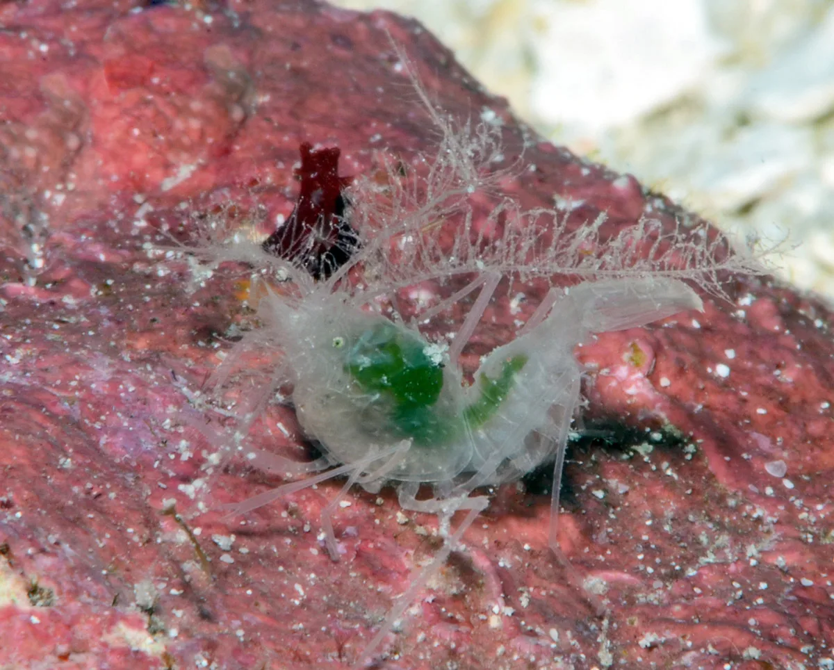 Microprosthema plumicorne - Kwajalein Atoll, RMI