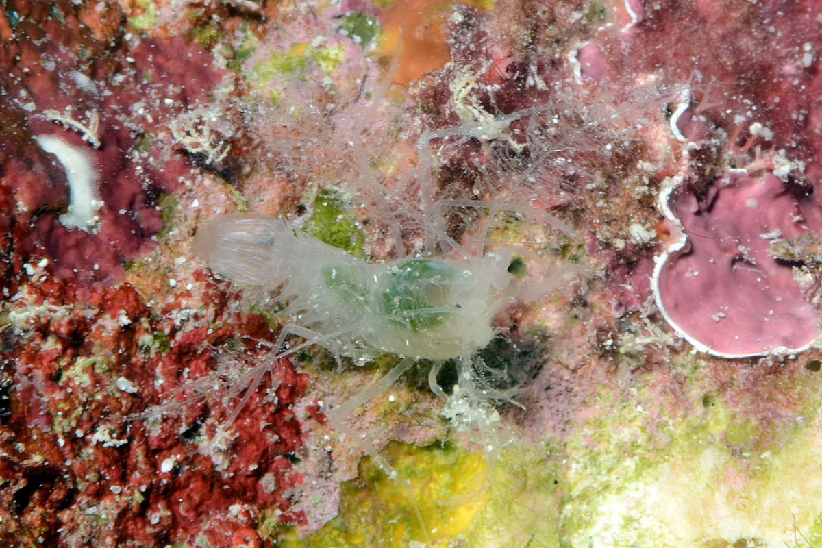 Microprosthema plumicorne - Kwajalein Atoll, RMI