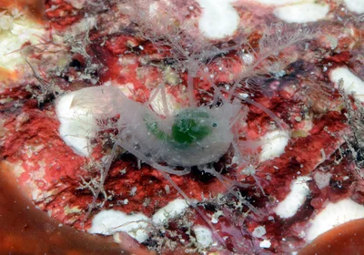 Microprosthema plumicorne - Kwajalein Atoll, RMI