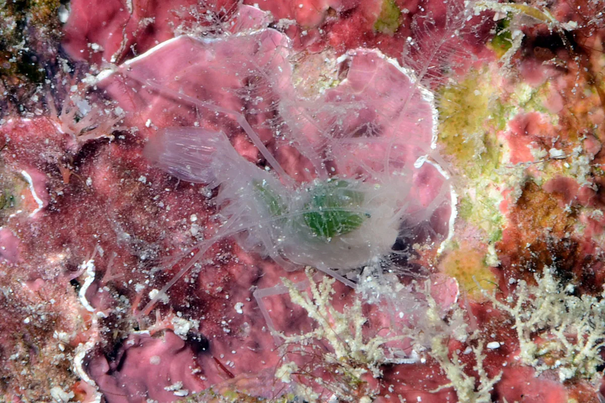 Microprosthema plumicorne - Kwajalein Atoll, RMI