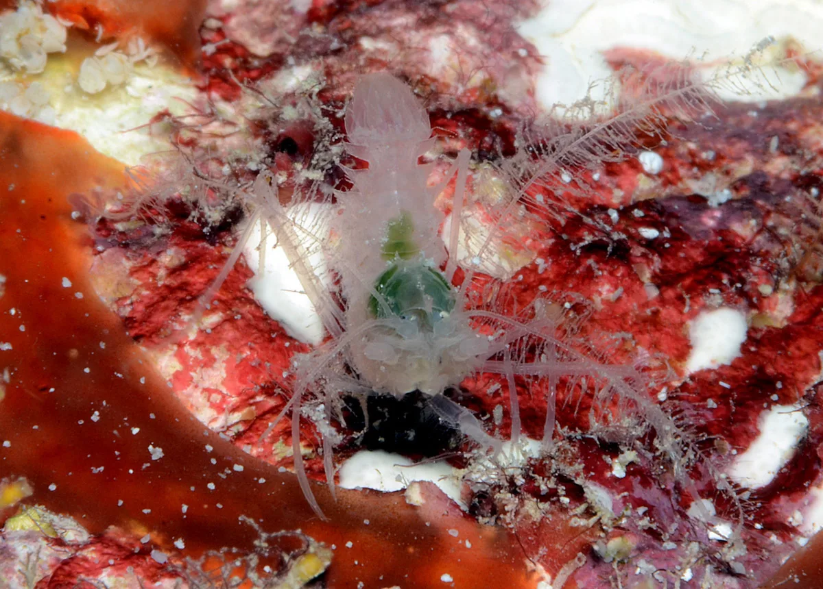 Microprosthema plumicorne - Kwajalein Atoll, RMI