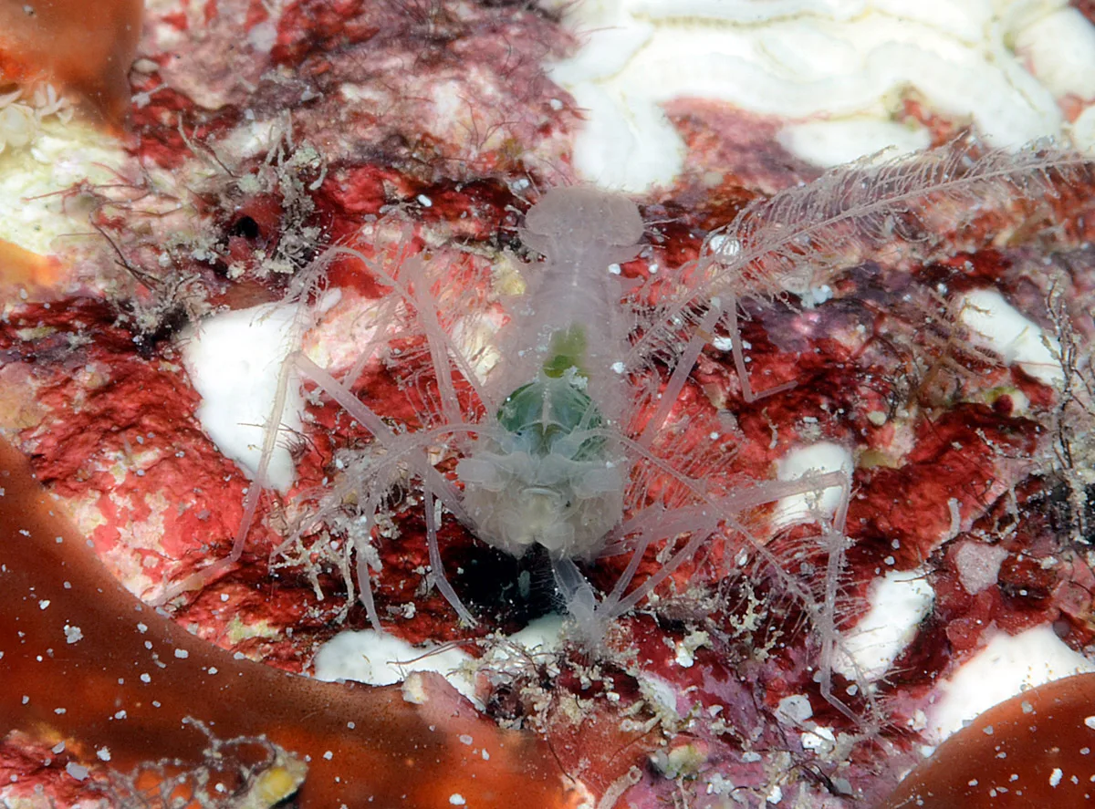 Microprosthema plumicorne - Kwajalein Atoll, RMI