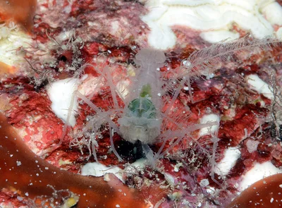 Microprosthema plumicorne - Kwajalein Atoll, RMI