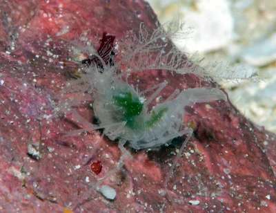 Microprosthema plumicorne - Kwajalein Atoll, RMI