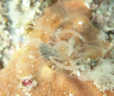 Microprosthema plumicorne - Îles Tuamotu-Gambier, PF