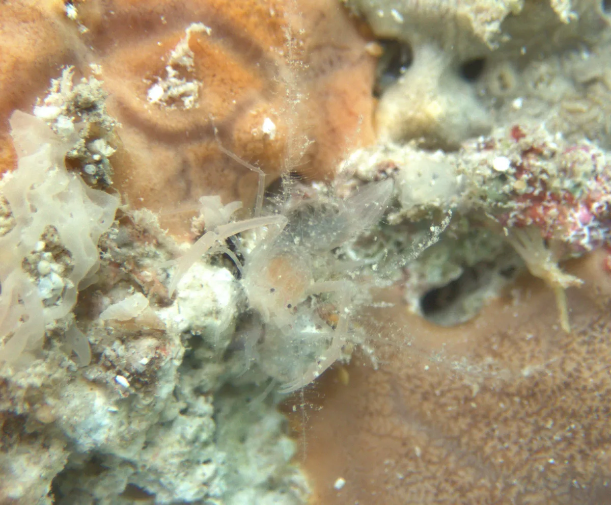 Microprosthema plumicorne - Îles Tuamotu-Gambier, PF