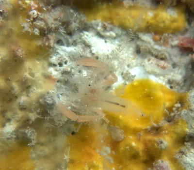 Microprosthema plumicorne - Îles Tuamotu-Gambier, PF