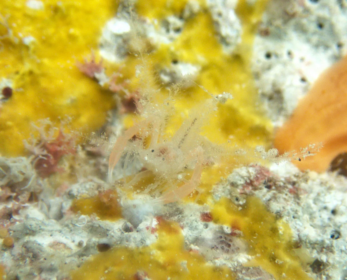 Microprosthema plumicorne - Îles Tuamotu-Gambier, PF