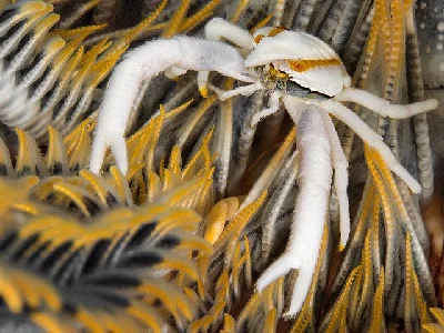 Feather Star Squat Lobster