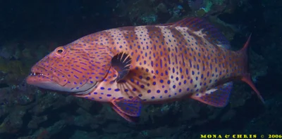 Cephalopholis oligosticta