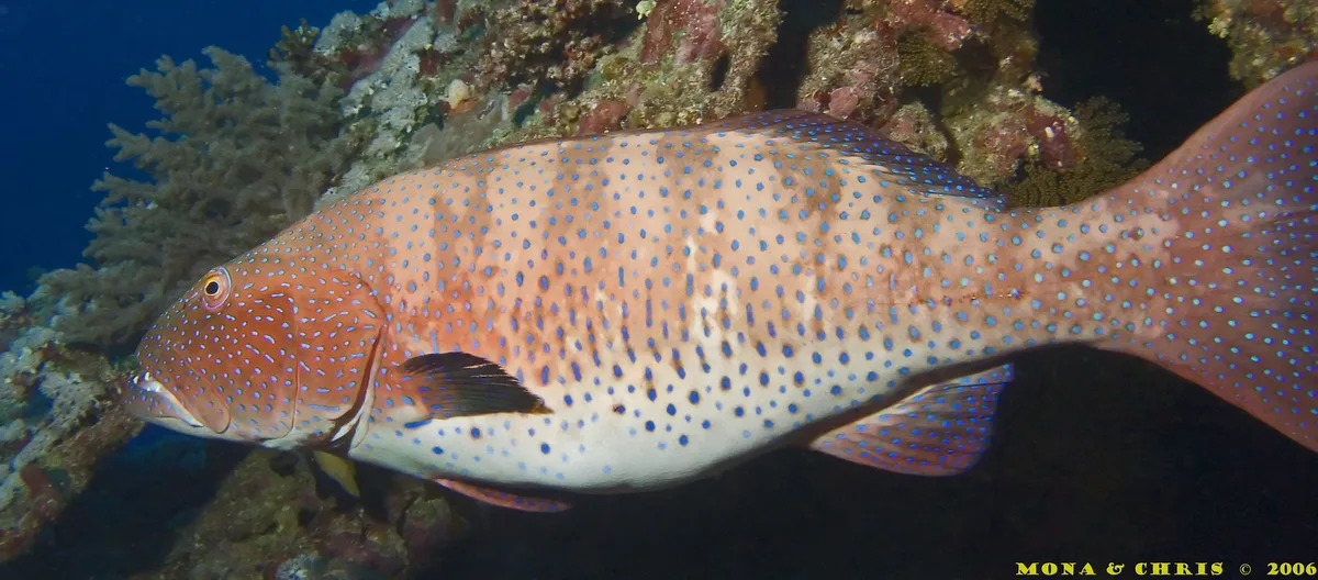 Cephalopholis oligosticta