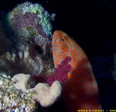 Cephalopholis oligosticta