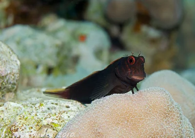 Filamentous Blenny