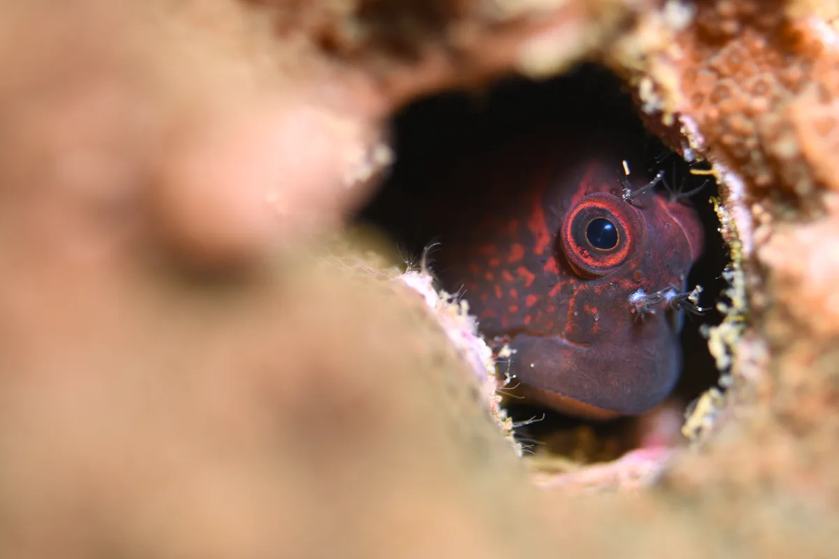 Filamentous Blenny