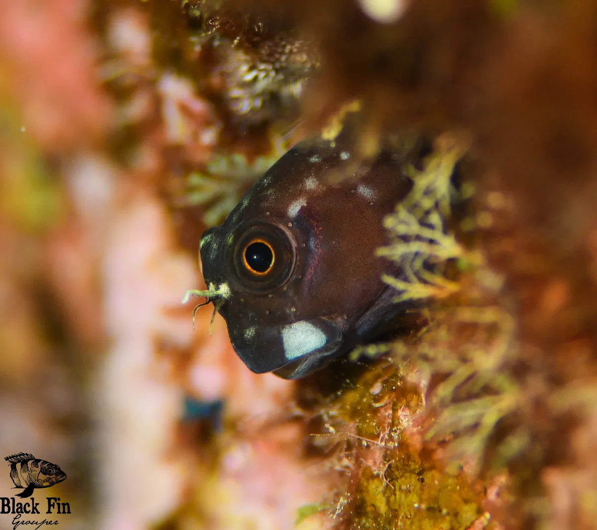 Filamentous Blenny (Cirripectes filamentosus)