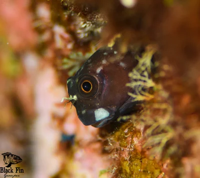 Filamentous Blenny (Cirripectes filamentosus)