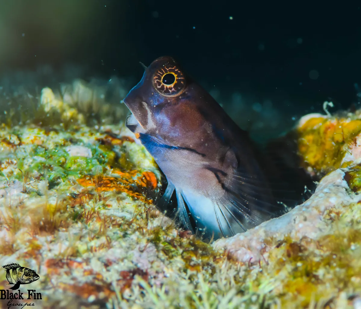 Filamentous Blenny (Cirripectes filamentosus)