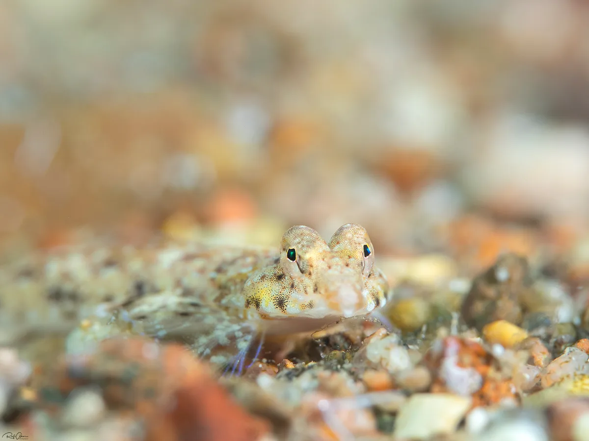 Filamentous Dragonet
