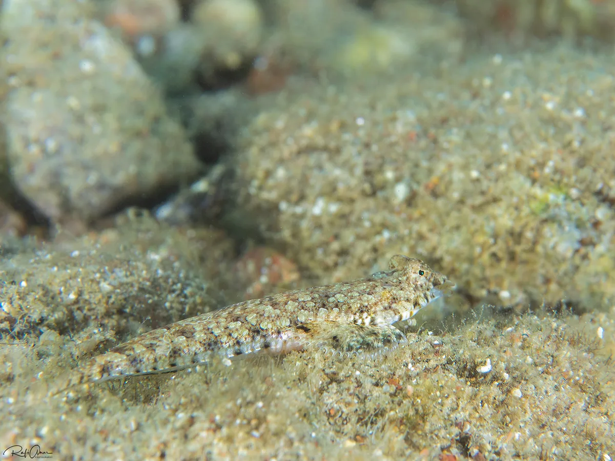 Filamentous Dragonet