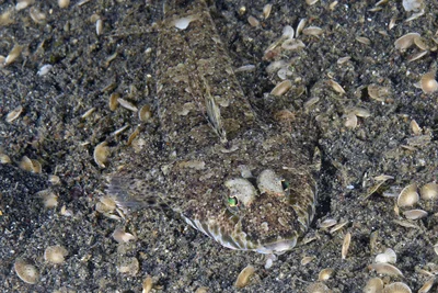 Callionymus filamentosus - Pemuteran, Gerokgak, Buleleng Regency, Bali, Indonesia