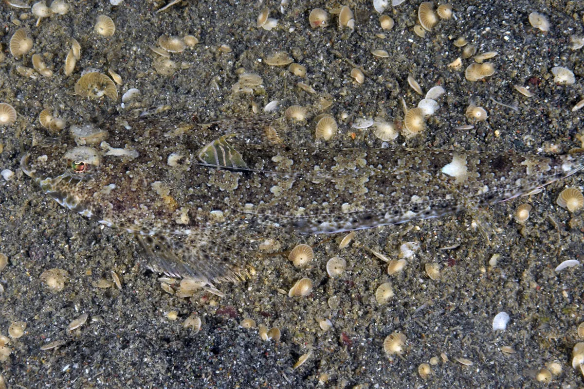 Callionymus filamentosus - Pemuteran, Gerokgak, Buleleng Regency, Bali, Indonesia