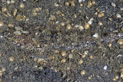 Callionymus filamentosus - Pemuteran, Gerokgak, Buleleng Regency, Bali, Indonesia