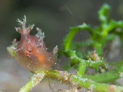 Plocamopherus ceylonicus