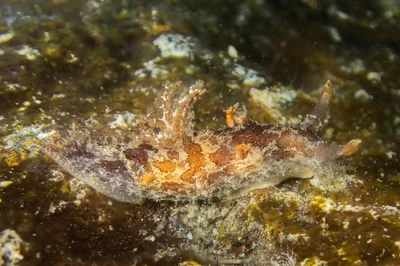 Plocamopherus ceylonicus              BS
