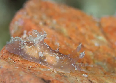 Plocamopherus ceylonicus