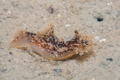 _Z2A6146 Plocamopherus ceylonicus