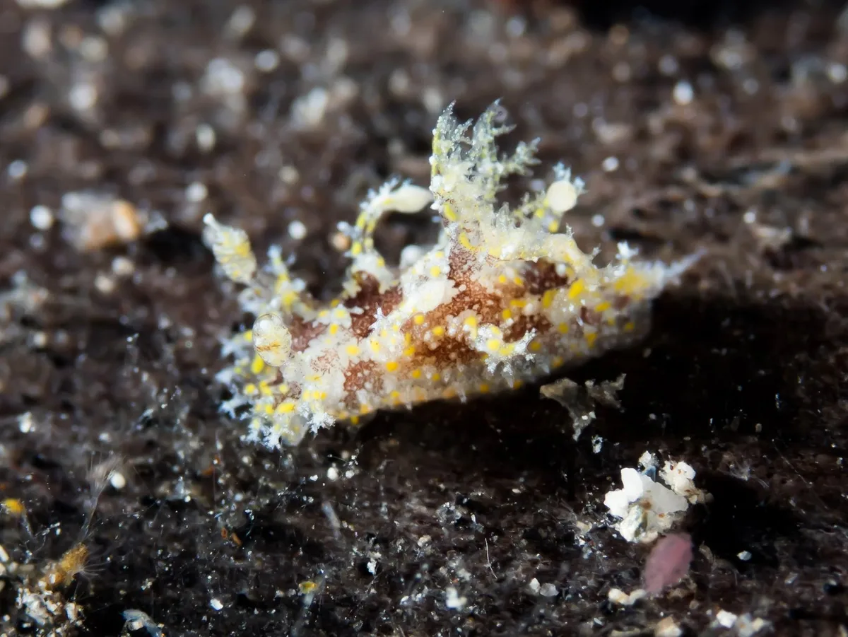 Plocamopherus ceylonicus