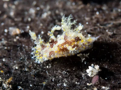 Plocamopherus ceylonicus