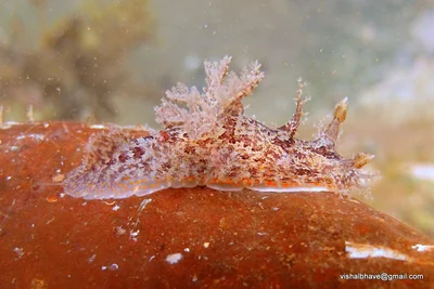 Plocamopherus ceylonicus