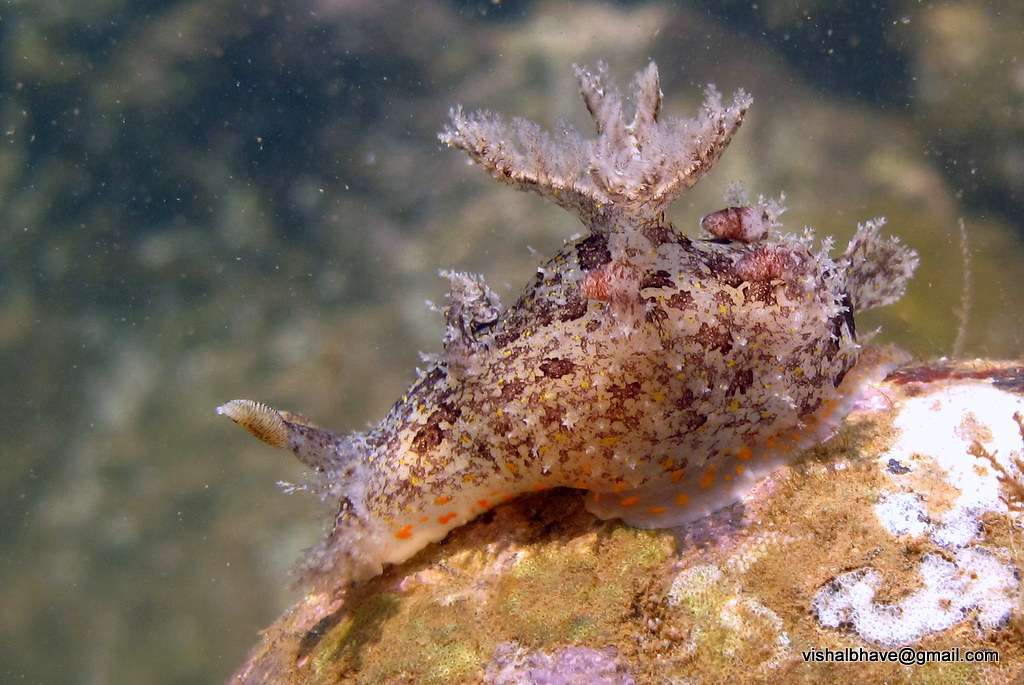 Plocamopherus ceylonicus