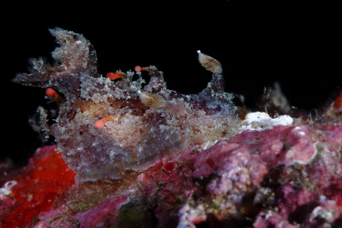 Plocamopherus ceylonicus