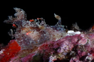 Plocamopherus ceylonicus