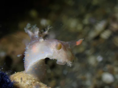 Plocamopherus ceylonicus - North Sulawesi, ID