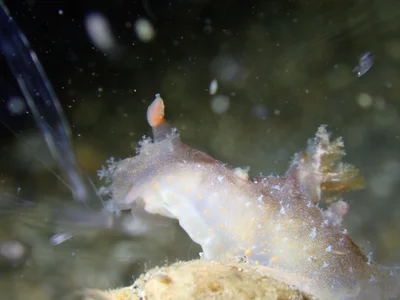 Plocamopherus ceylonicus - North Sulawesi, ID