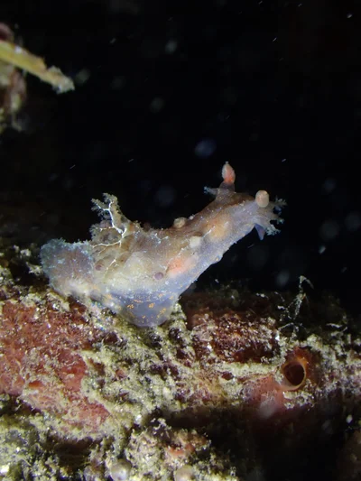 Plocamopherus ceylonicus - North Sulawesi, ID