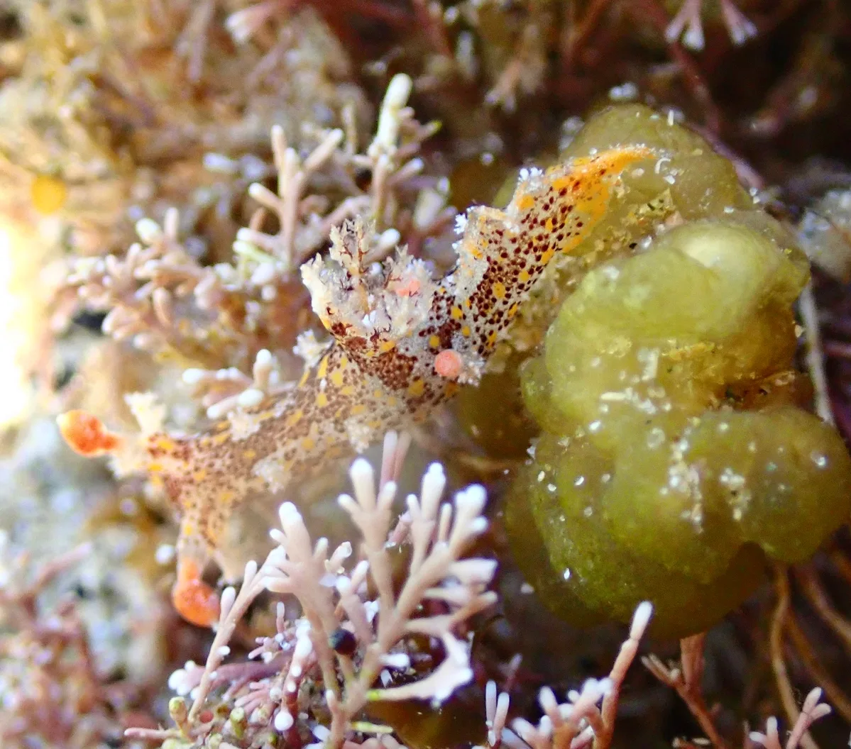 Plocamopherus ceylonicus - Tasman Sea, Sandy Beach, AU