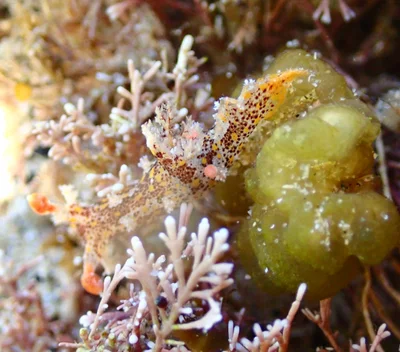 Plocamopherus ceylonicus - Tasman Sea, Sandy Beach, AU