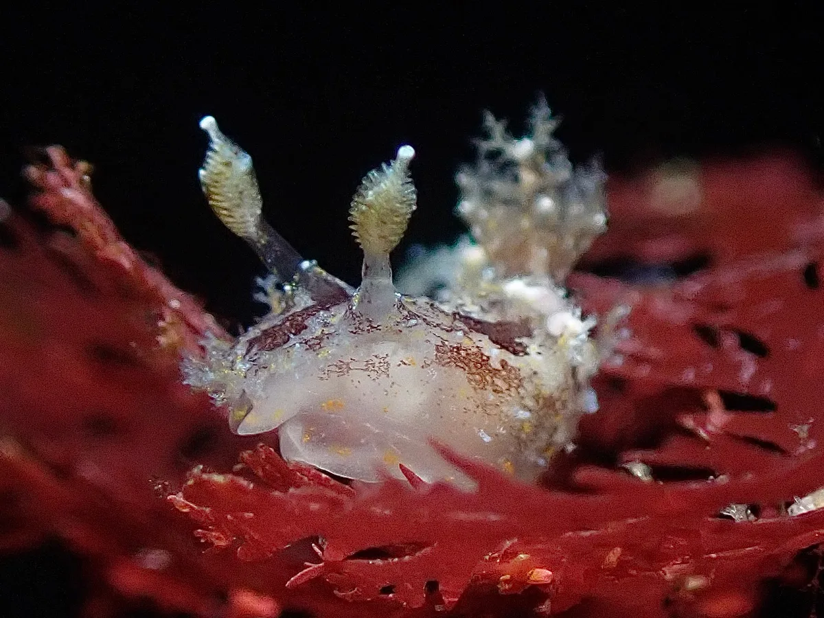 Plocamopherus ceylonicus - TW