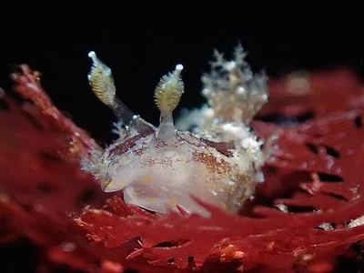 Plocamopherus ceylonicus - TW