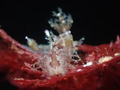 Plocamopherus ceylonicus - TW