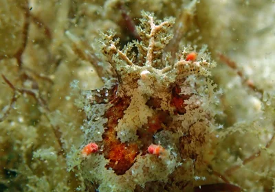 Plocamopherus ceylonicus - Nelson Bay - Corlette NSW, Australia