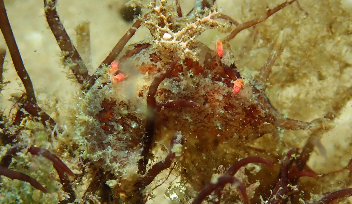 Plocamopherus ceylonicus - Nelson Bay - Corlette NSW, Australia