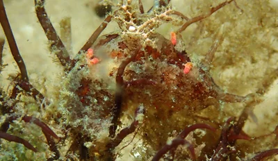 Plocamopherus ceylonicus - Nelson Bay - Corlette NSW, Australia